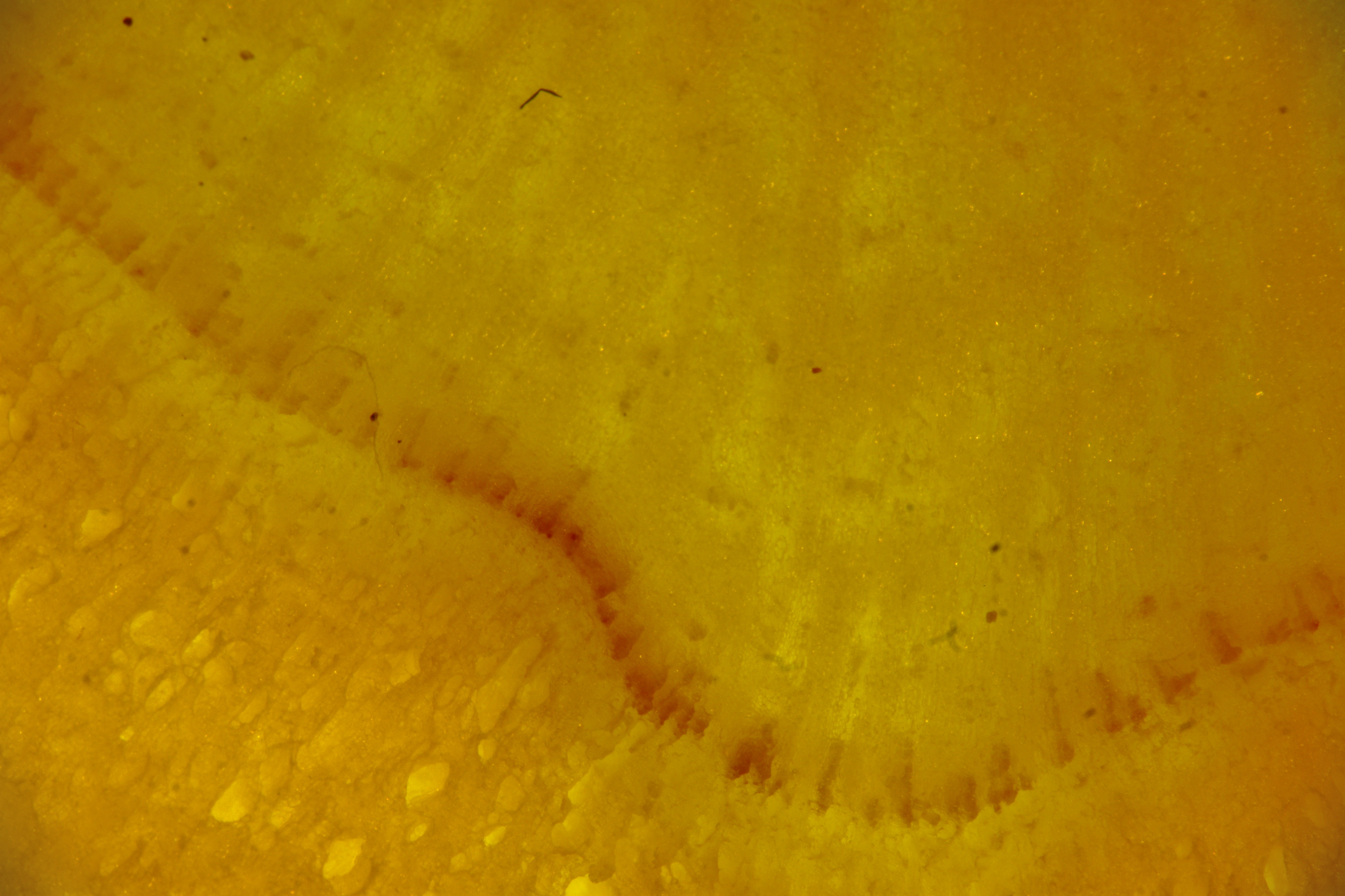 DSC05527